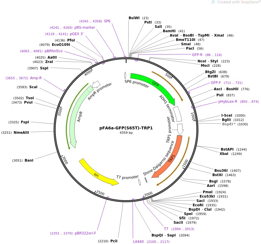 pFA6a-GFP(S65T)-TRP1图片