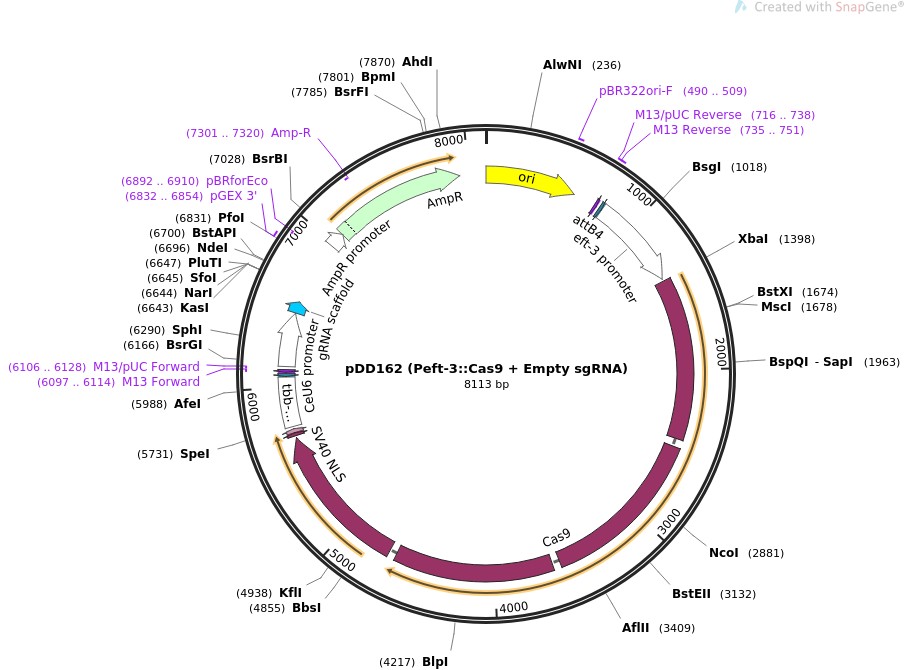 pDD162 (Peft-3::Cas9 + Empty sgRNA)图片