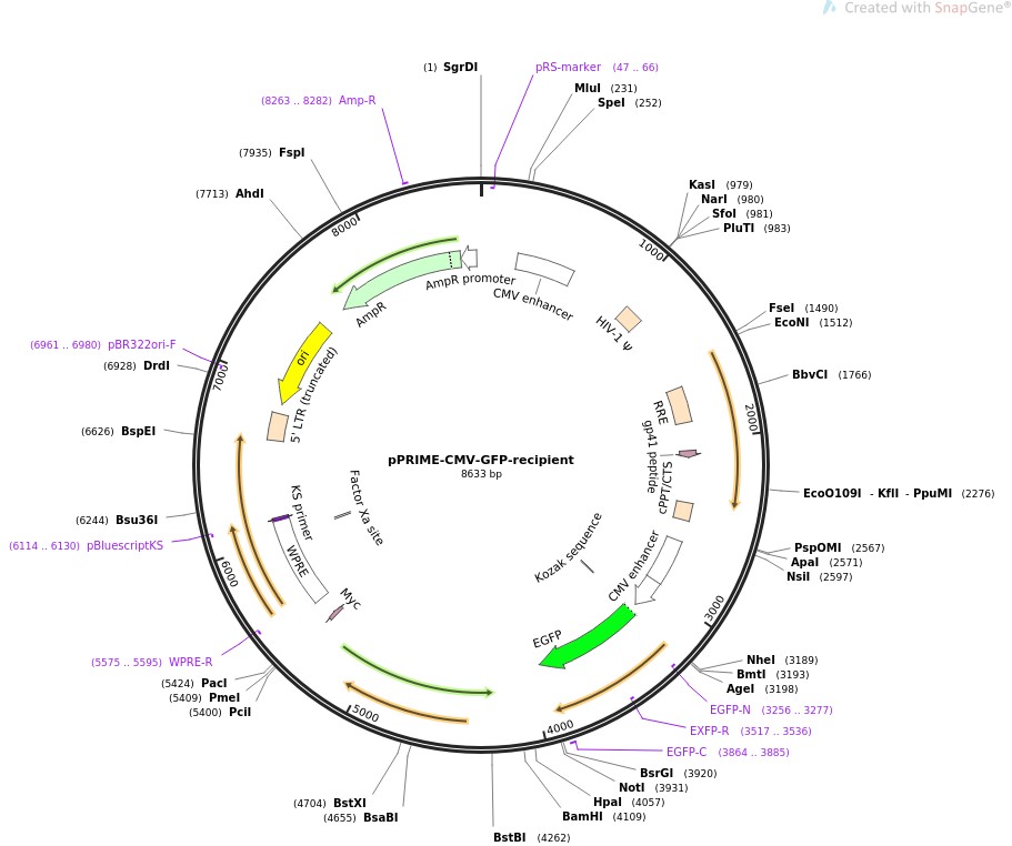 pPRIME-CMV-GFP-recipient图片