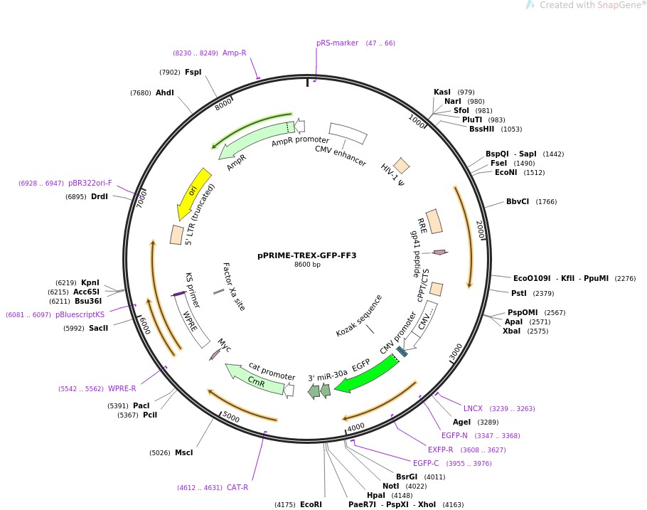 pPRIME-TREX-GFP-FF3图片