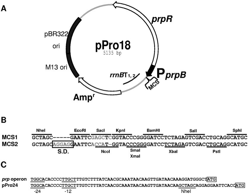 pPro24图片