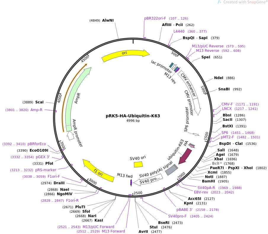 pRK5-HA-Ubiquitin-K63图片