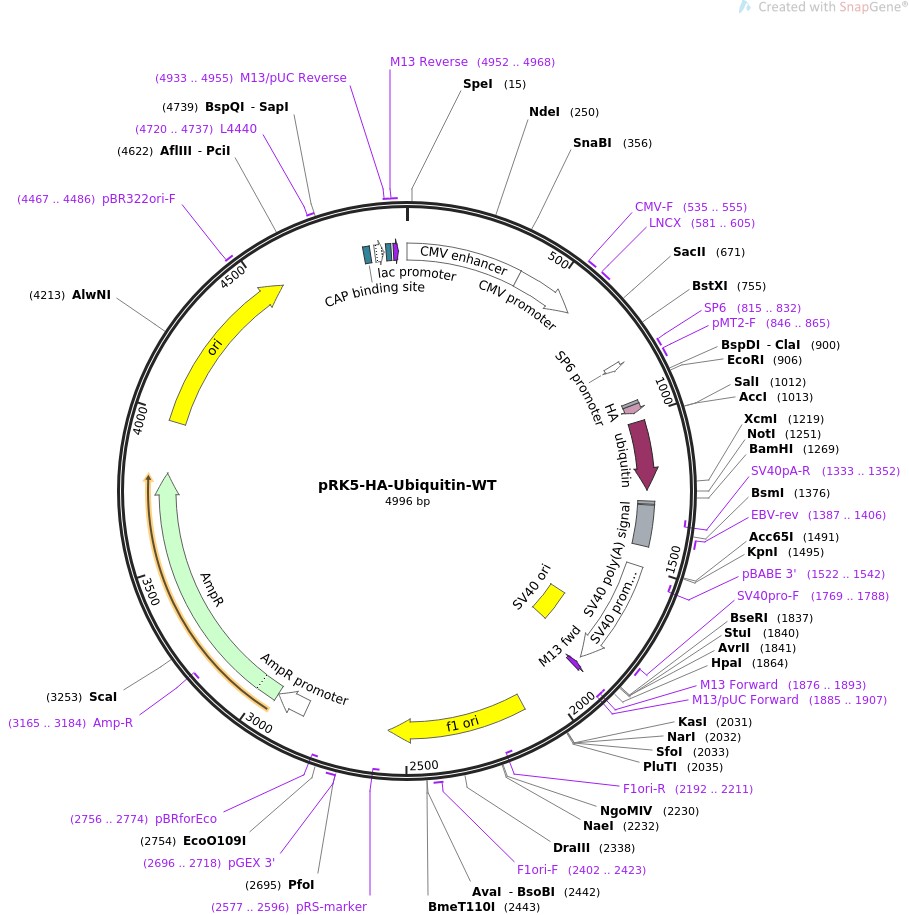 pRK5-HA-Ubiquitin-WT图片
