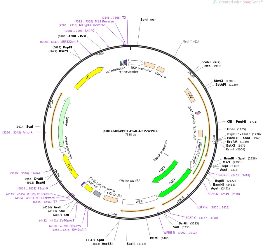 pRRLSIN.cPPT.PGK-GFP.WPRE图片