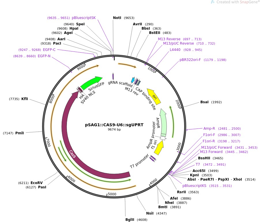 pSAG1::CAS9-U6::sgUPRT图片