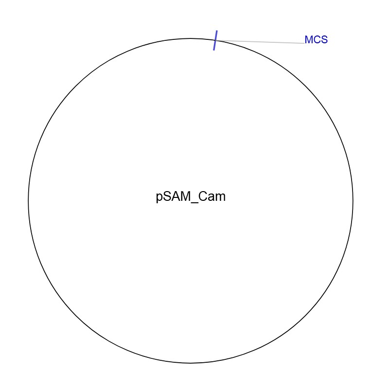 pSAM-Cam图片