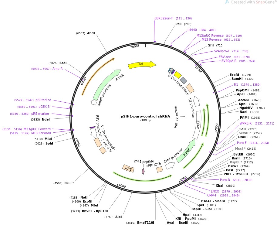 pSIH1-puro-control shRNAͼƬ