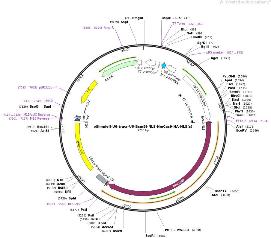 pSimpleII-U6-tracr-U6-BsmBI-NLS-NmCas9-HA-NLS(s)图片