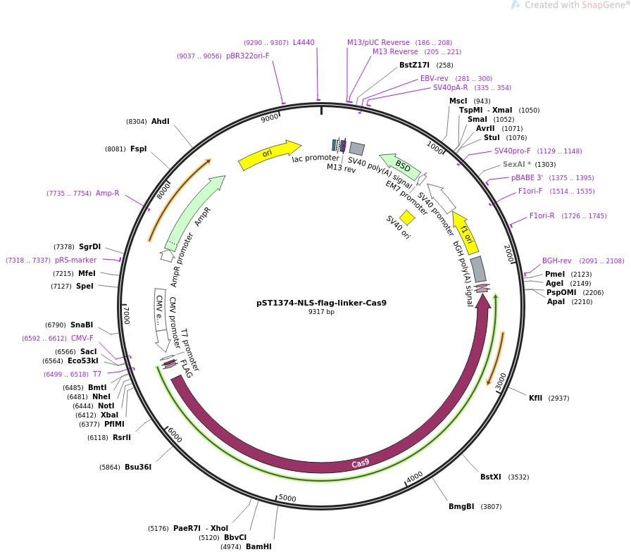 pST1374-NLS-flag-linker-Cas9图片