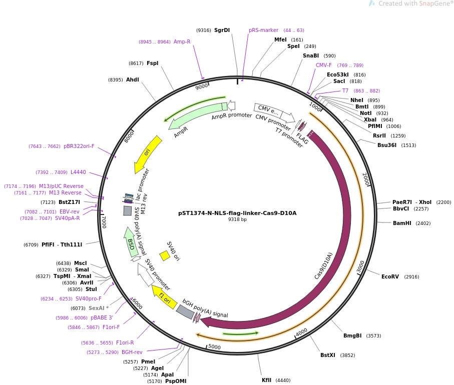 pST1374-N-NLS-flag-linker-Cas9-D10A图片