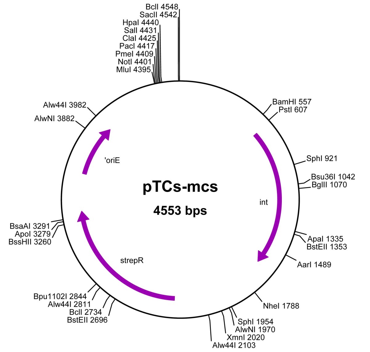 pTCS-mcs图片