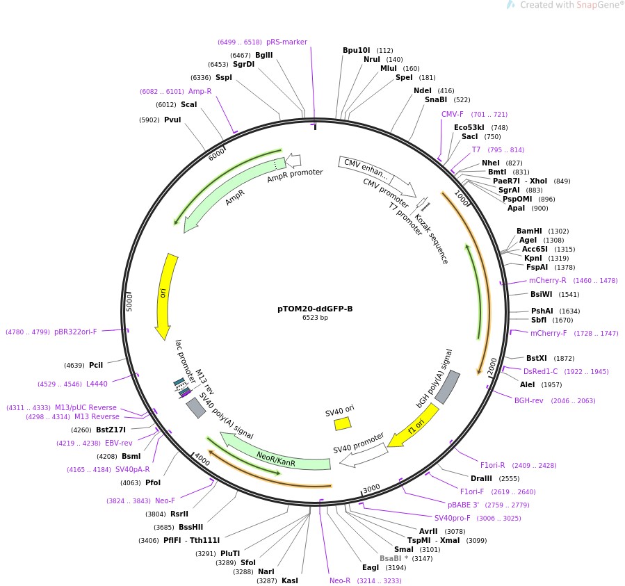 pTOM20-ddGFP-B图片
