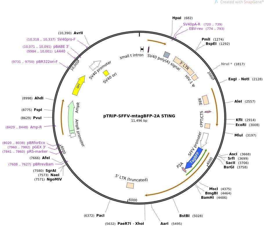 pTRIP-SFFV-mtagBFP-2A STING图片