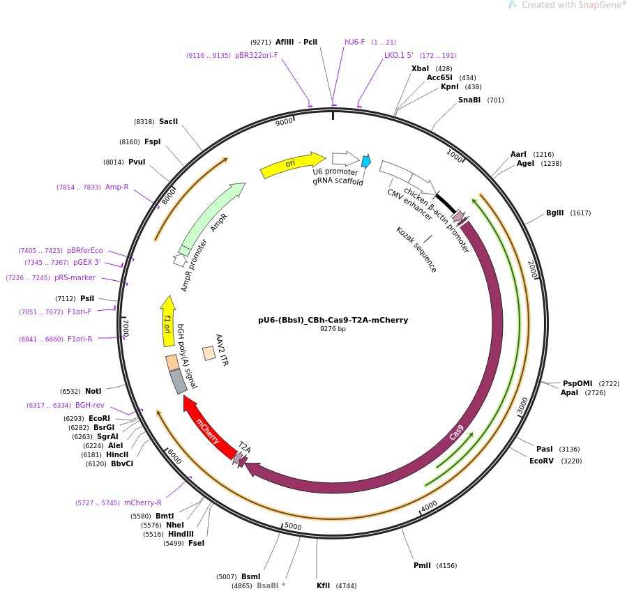 pU6-(BbsI)-CBh-Cas9-T2A-mCherry图片