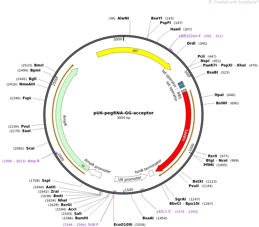 pU6-pegRNA-GG-acceptor图片