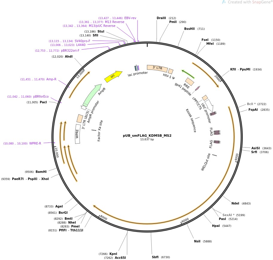 pUB-smFLAG-KDM5B-MS2图片