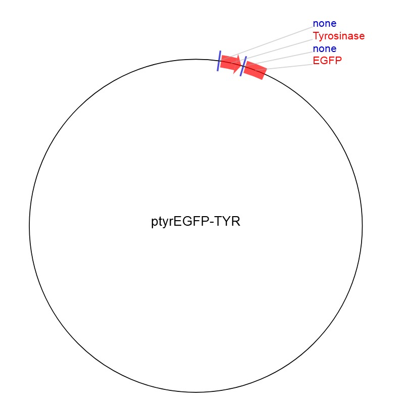 ptyrEGFP-TYR图片