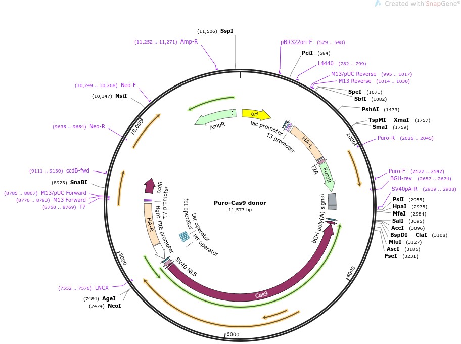 Puro-Cas9 donor图片