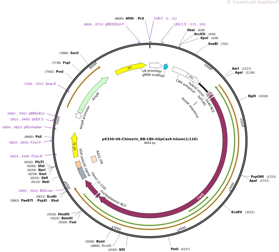 pX330-U6-Chimeric-BB-CBh-hSpCas9-hGem(1/110)图片