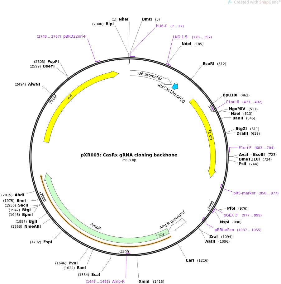 pXR003: CasRx gRNA cloning backboneͼƬ