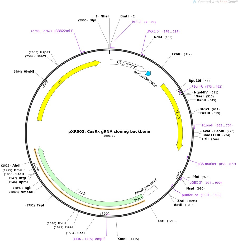 pXR003: CasRx gRNA cloning backbone图片