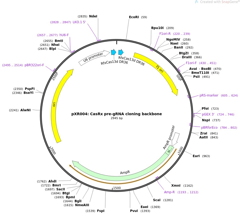 pXR004: CasRx pre-gRNA cloning backbone图片