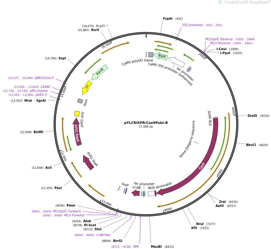 pYLCRISPR/Cas9Pubi-B图片