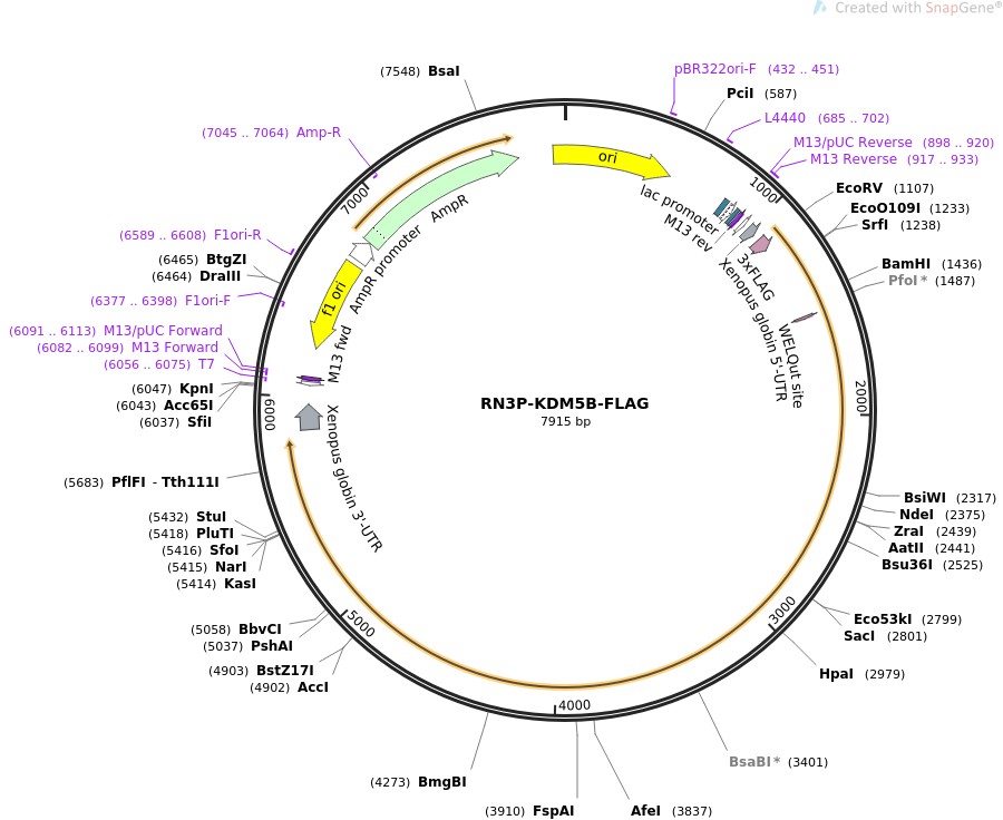 RN3P-KDM5B-FLAG图片