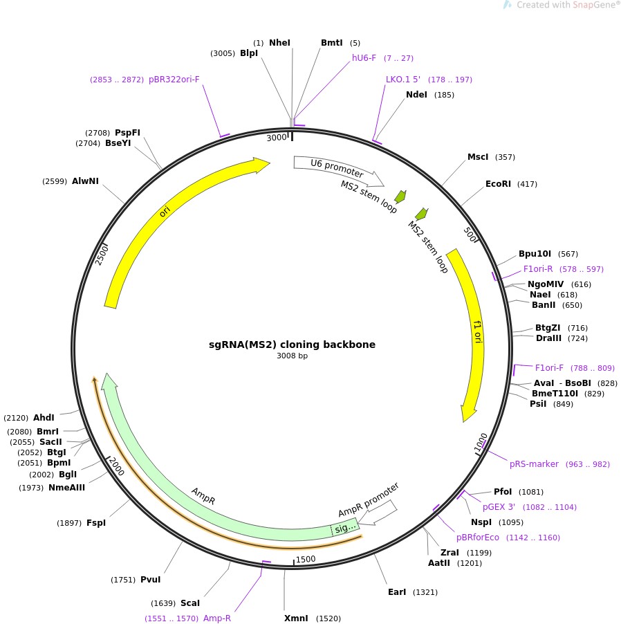 sgRNA(MS2) cloning backbone图片