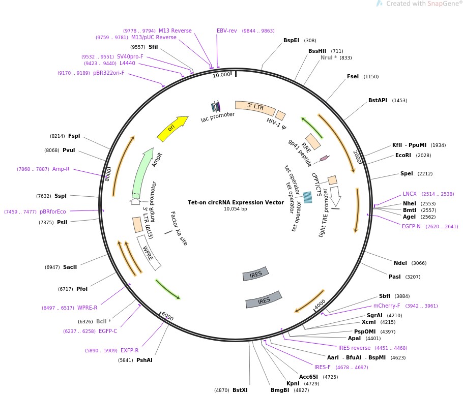 Tet-on circRNA Expression Vector图片