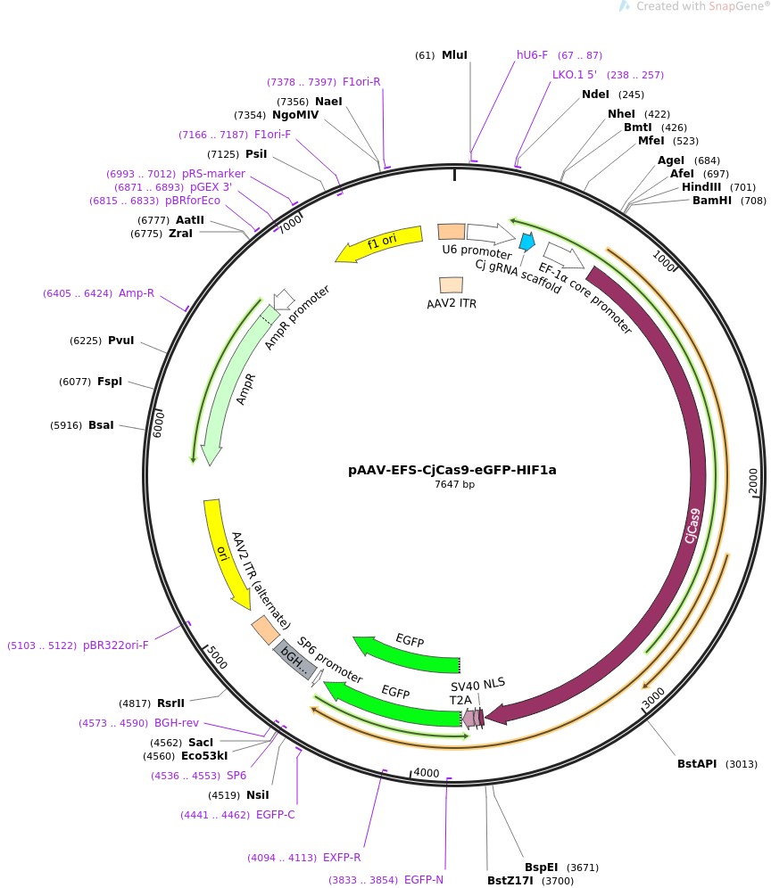 pAAV-EFS-CjCas9-eGFP-HIF1a图片
