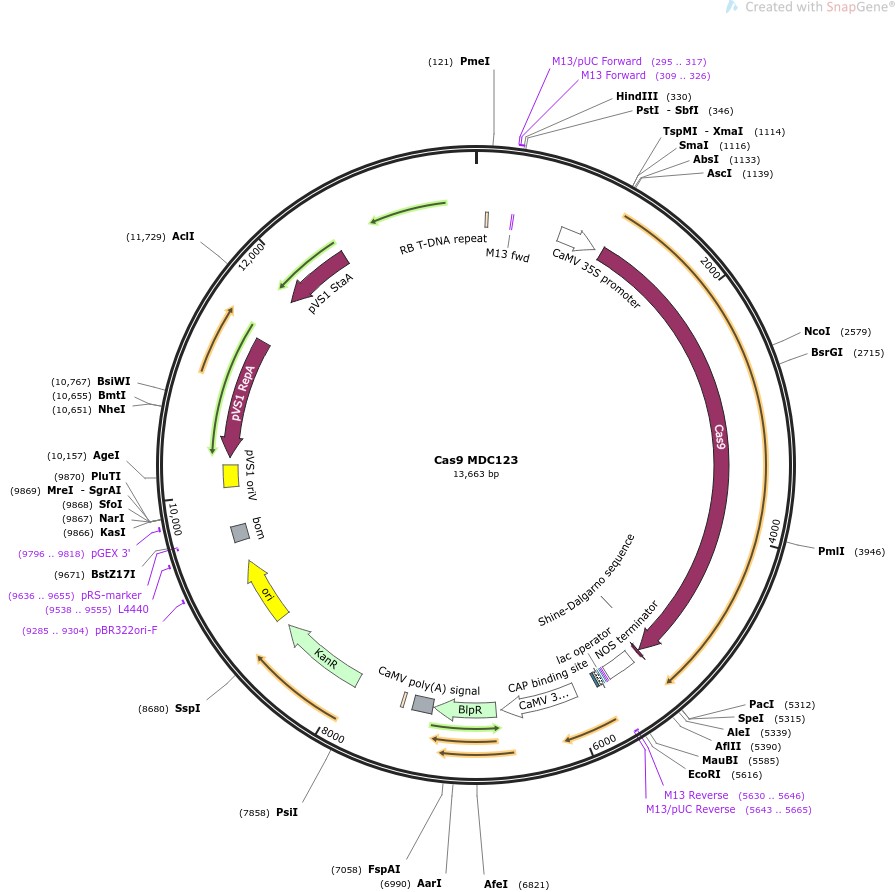 Cas9 MDC123图片