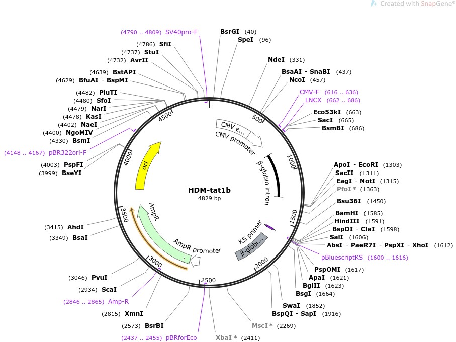 HDM-tat1b图片