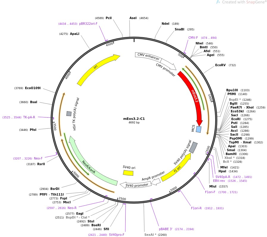 mEos3.2-C1图片