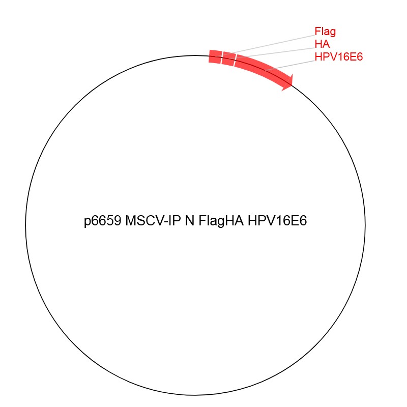 p6659 MSCV-IP N FlagHA HPV16E6图片