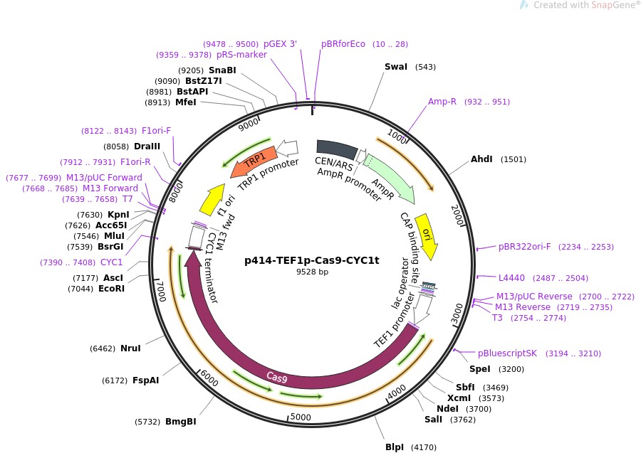p414-TEF1p-Cas9-CYC1t图片