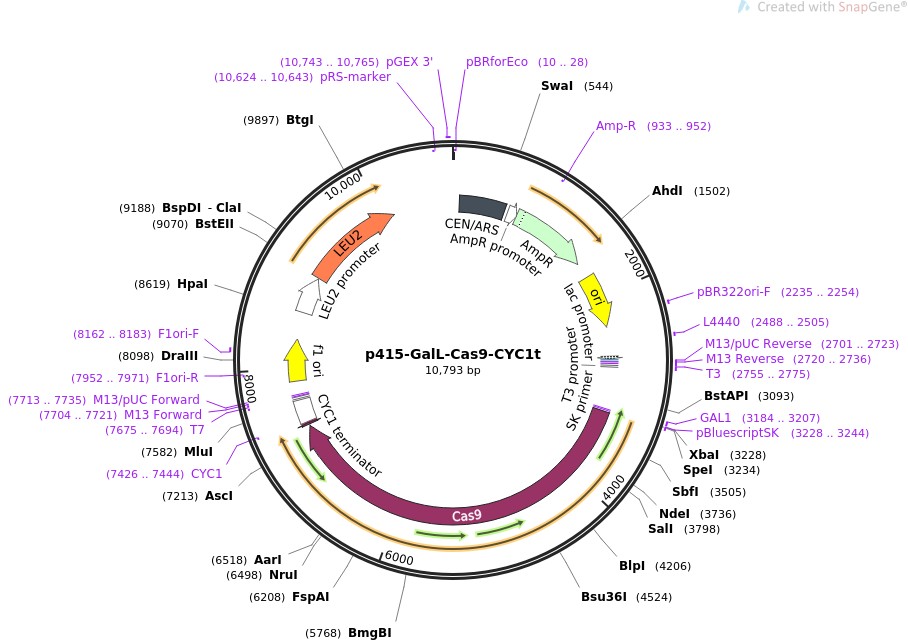p415-GalL-Cas9-CYC1t图片