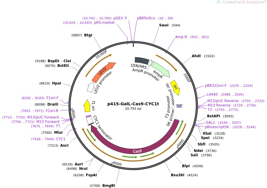 p415-GalL-Cas9-CYC1tͼƬ