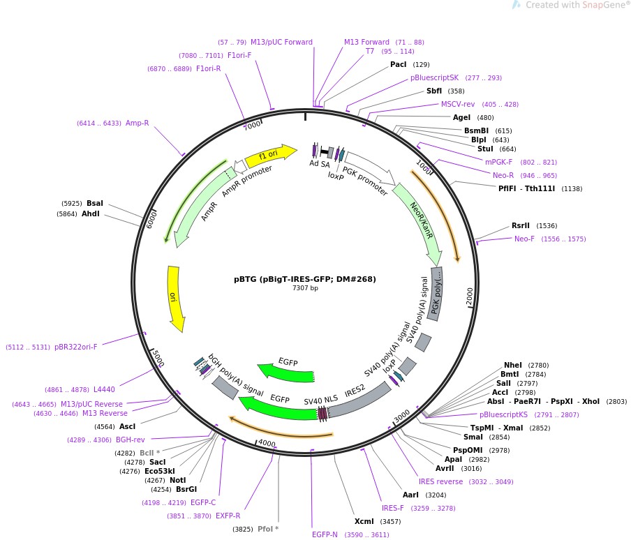 pBTG (pBigT-IRES-GFP; DM#268)图片