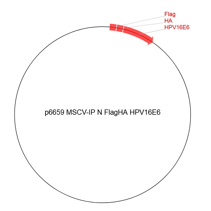 PA-GFPmt图片