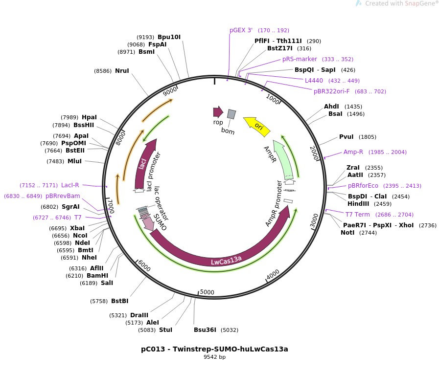 pC013-Twinstrep-SUMO-huLwCas13a图片