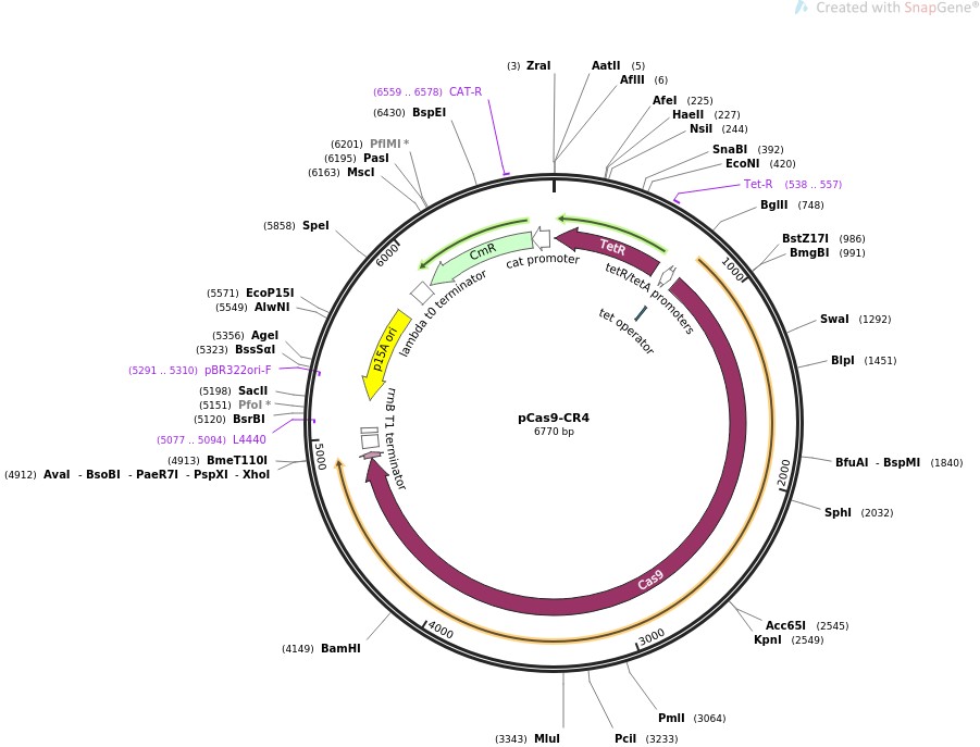 pCas9-CR4图片