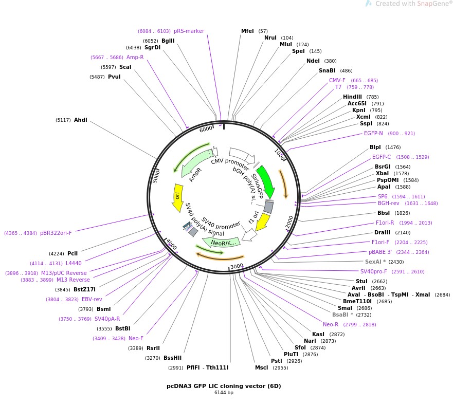 pcDNA3 GFP LIC cloning vector (6D)图片