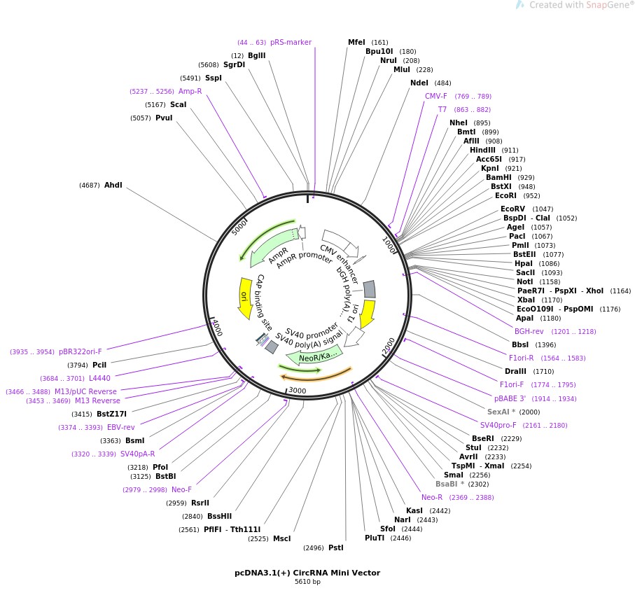 pcDNA3.1(+) CircRNA Mini Vector图片