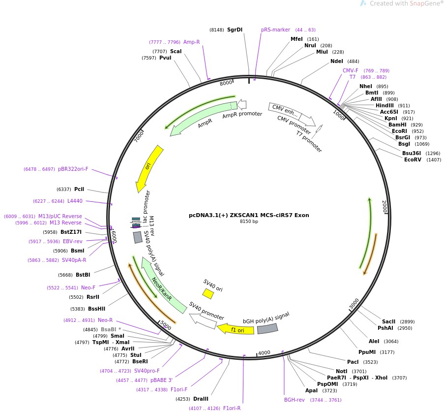pcDNA3.1(+) ZKSCAN1 MCS-ciRS7 Exon图片