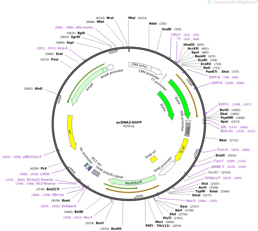 pcDNA3-EGFP图片