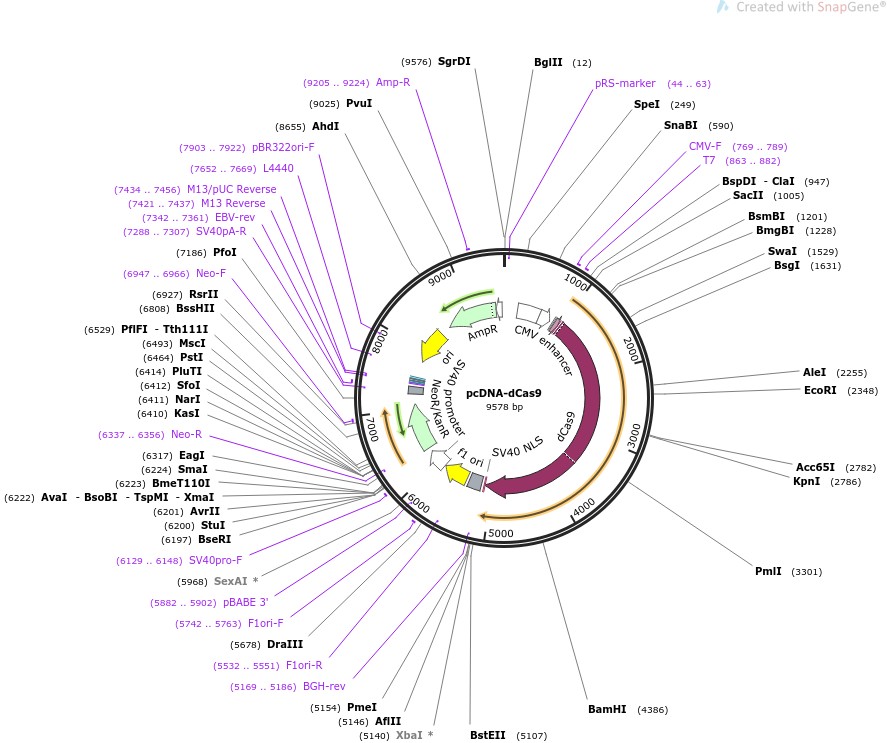 pcDNA-dCas9图片