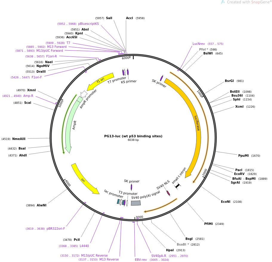 PG13-luc (wt p53 binding sites)图片