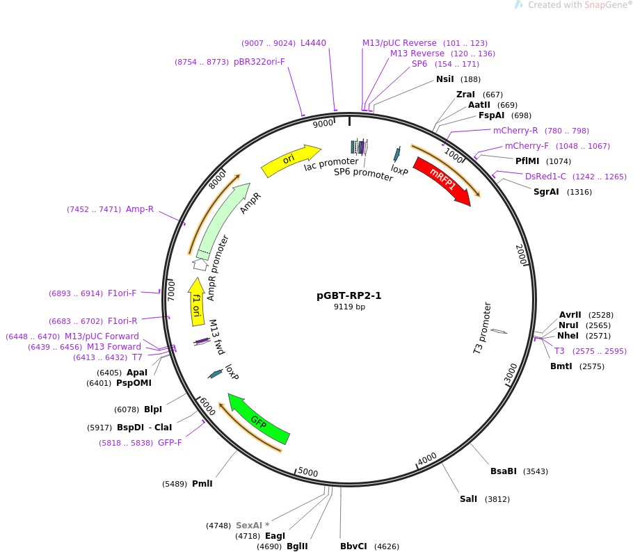 pGBT-RP2-1图片