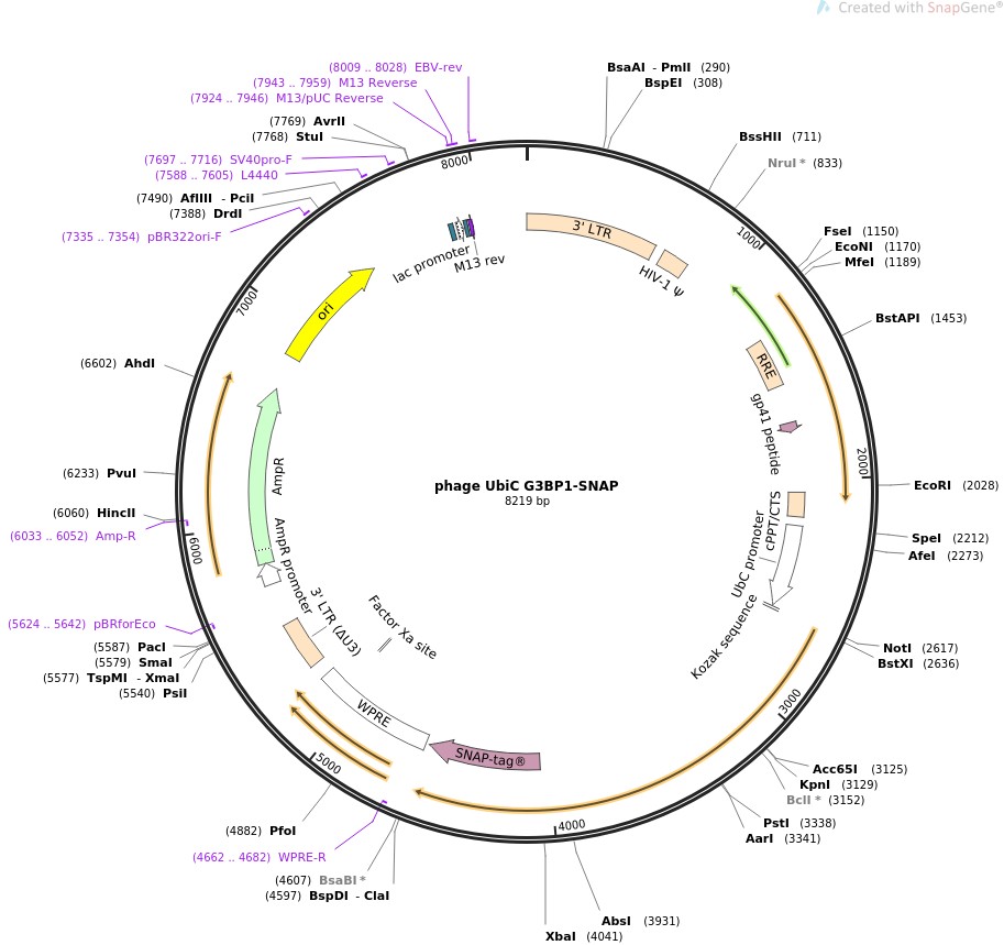 phage UbiC G3BP1-SNAP图片